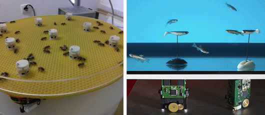 robôs, abelhas e peixes