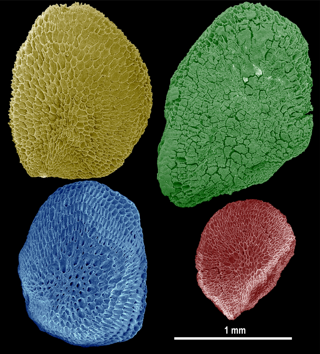 Imagens por microscopia de varrimento das sementes de Eurya stigmosa
