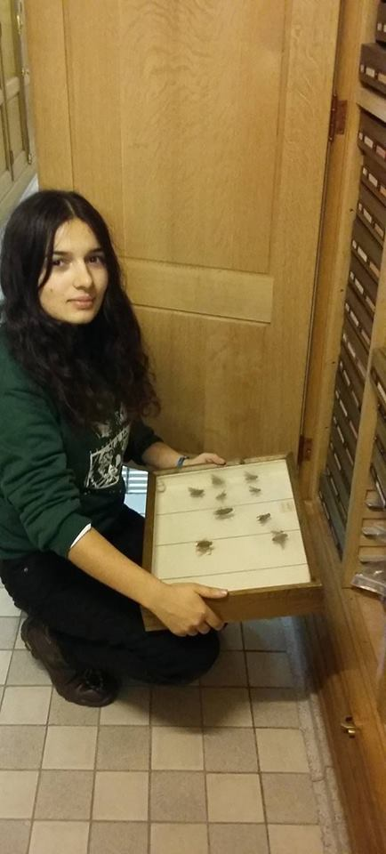 Ana Gonçalves com uma coleção de Diptera