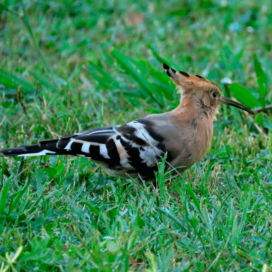 biodiversidade-min-1