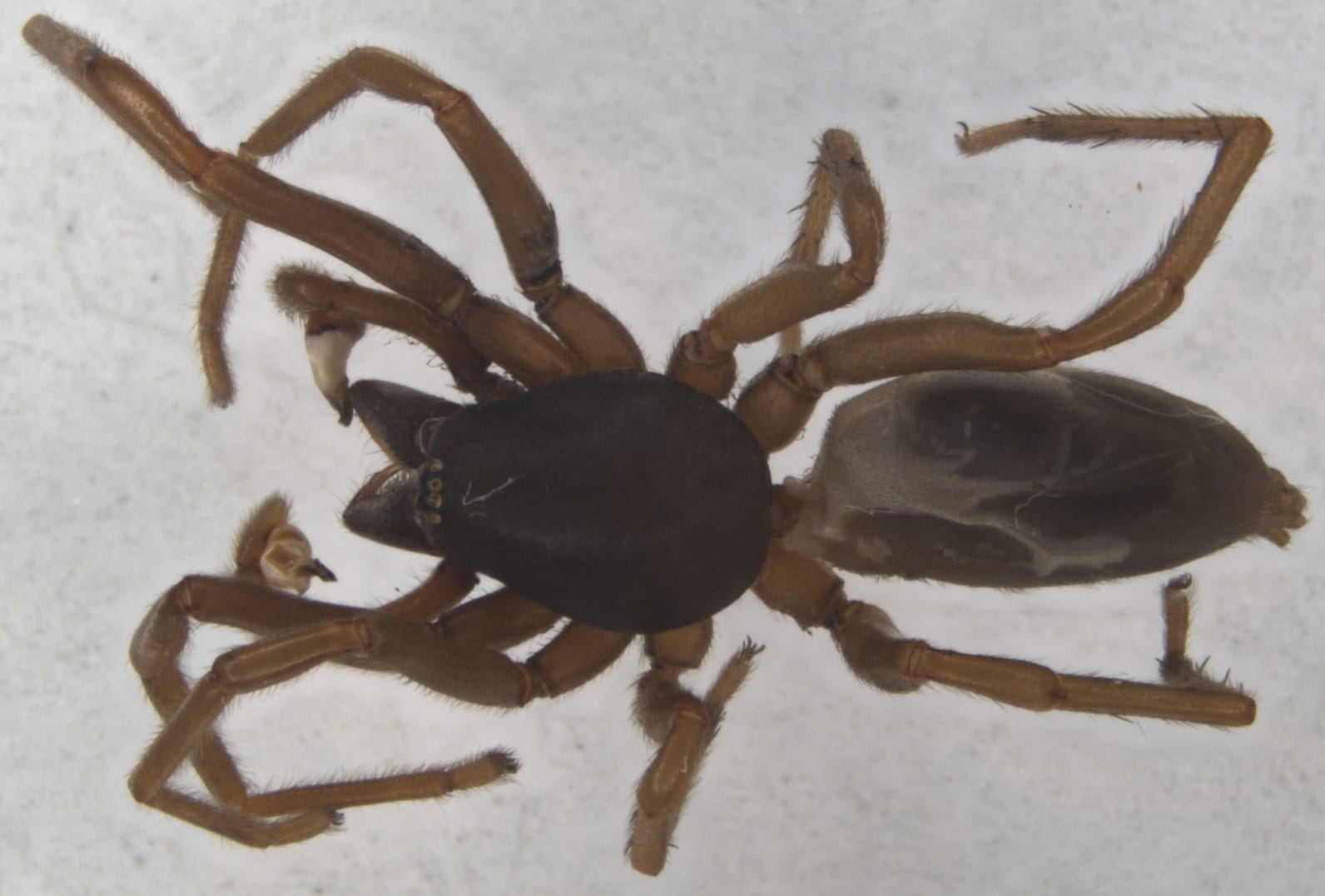 dysdera_sp1_redimensionada