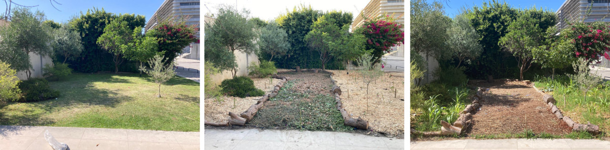 O processo de transformação da Bioilha do C5 (da esquerda para a direita). O relvado existente antes da intervenção; o aspecto após a plantação (visível o mulch de estilha); o 1º mês de sucessão vegetal com as anuais a despontar.