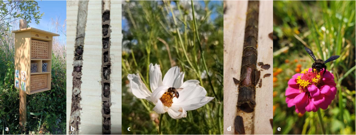 a) caixa ninho para abelhas solitárias que nidificam em cavidades - projecto POLIMax; b) células nidificantes de abelhas pedreiras e cardadoras; c, d) abelha cortadora-de-folhas (Megachile sp.) e células nidificantes; e) abelha carpinteira (Xylocopa violacea)