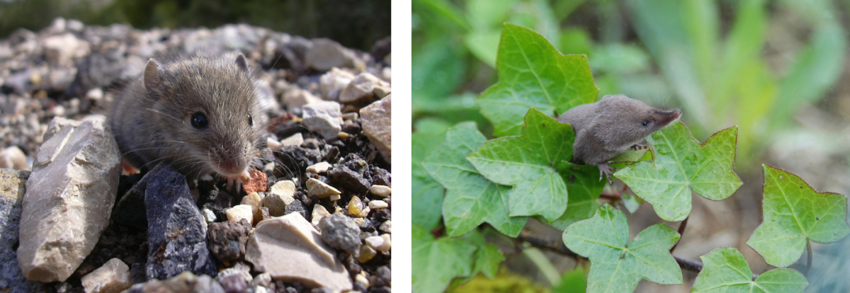 Algerian mouse (Mus spretus) on the right and Greater white-toothed shrew (Crocidura russula) to the left
