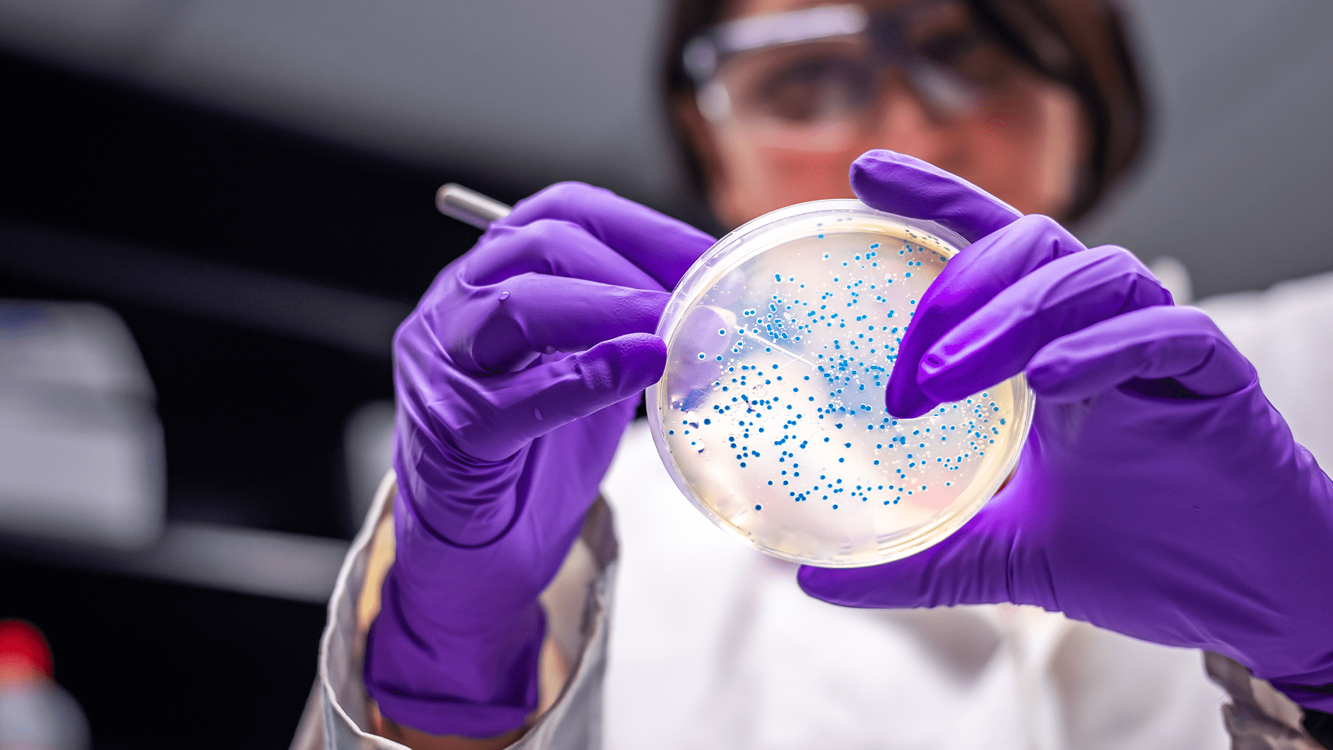 Researcher wearing laboratory glasses holding a Petri dish and stirring the culture with tweezers