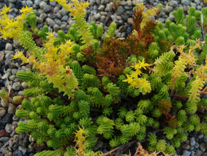 Sedum acre L.