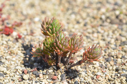 Petrosedum sediforme (Jacq.) Grulich (syn. Sedum sediforme (Jacq.) Pau)