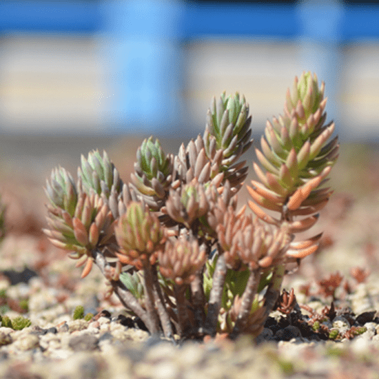 telhadoverde_f02-min