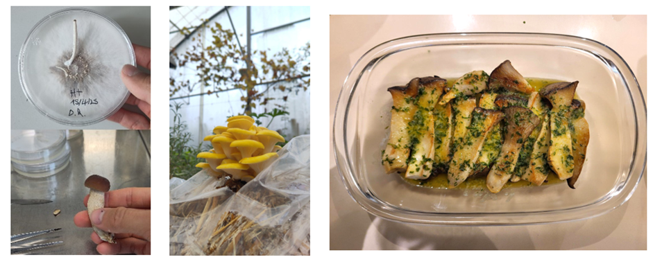 Trabalho em laboratório, Cogumelos Ostra Amarelo, Cogumelos King Oyster Grelhados