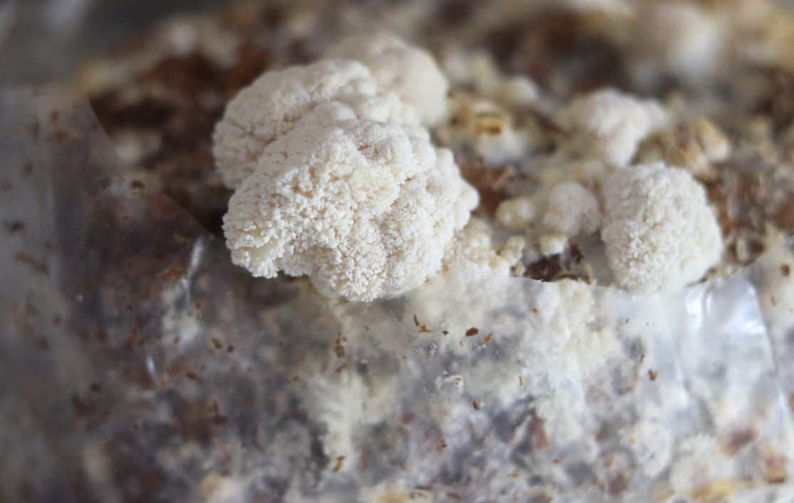 Cogumelos Juba de Leão