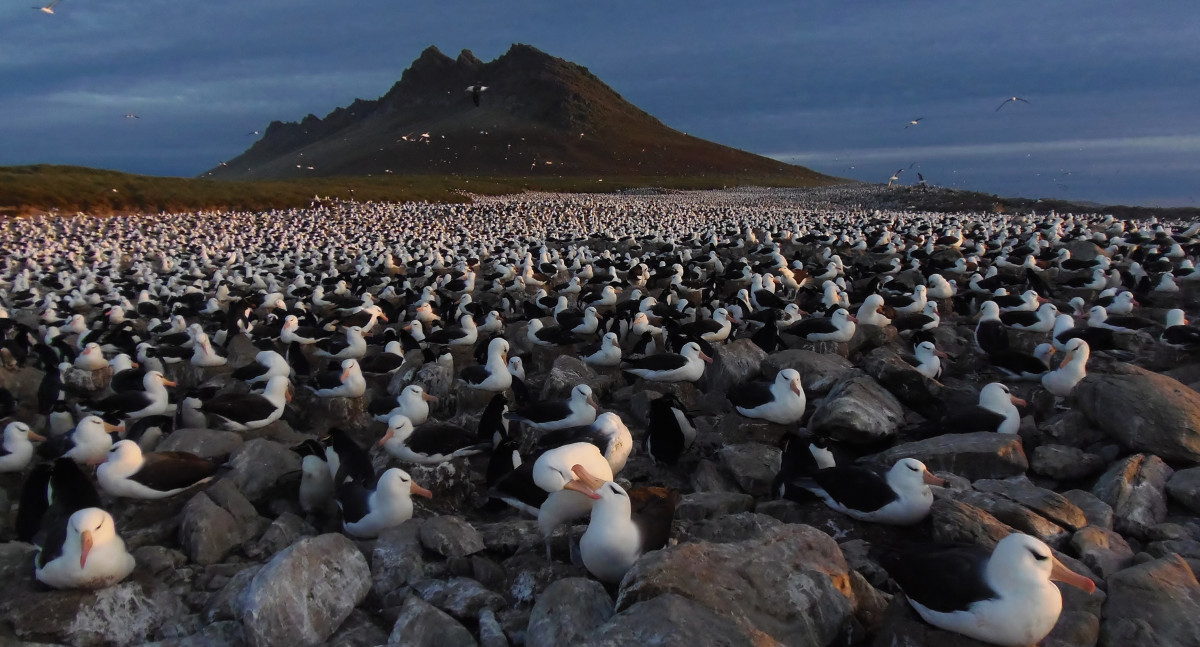 Bando de albatrozes-sobrancelha.
