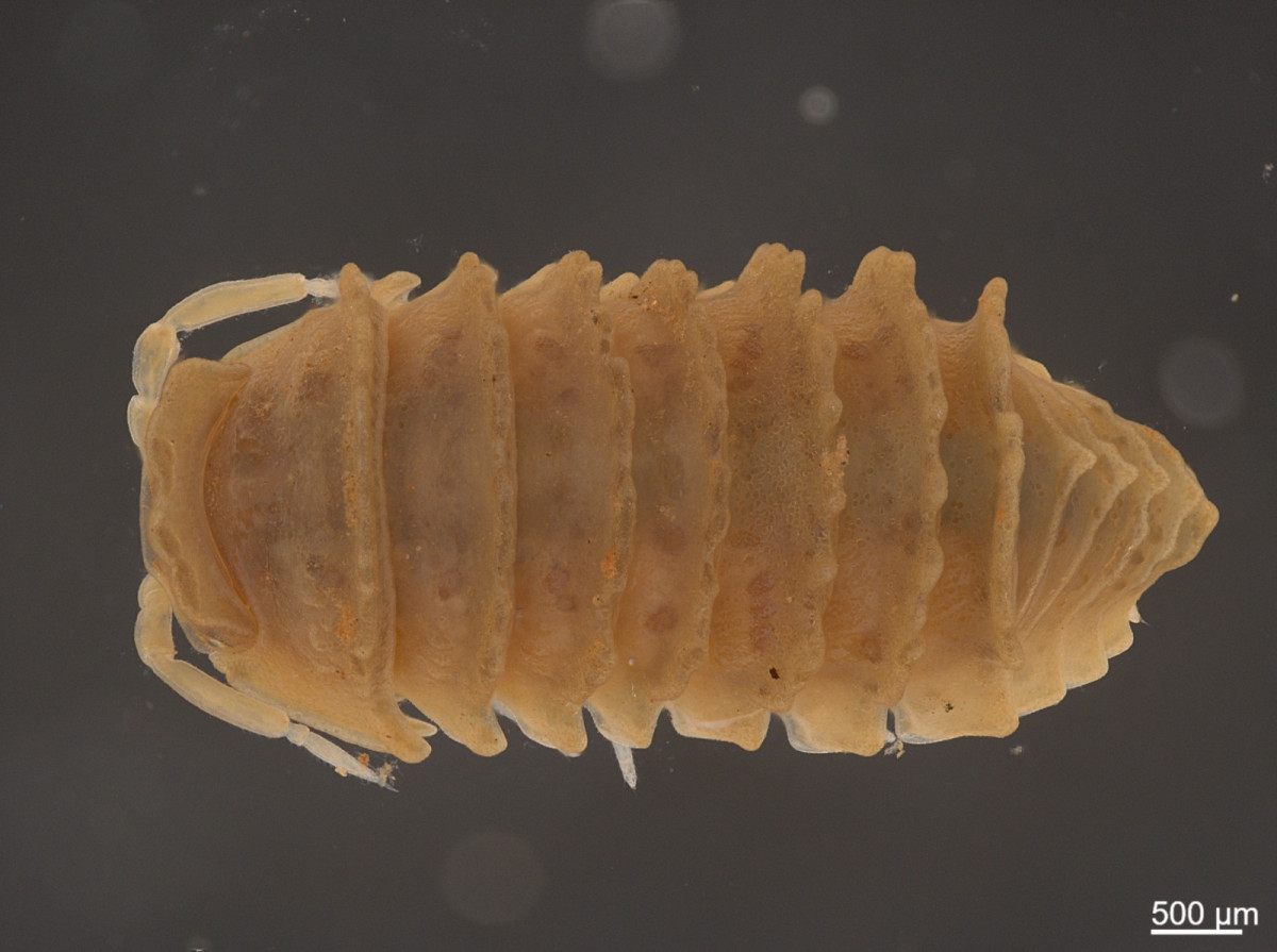 Imagem de bicho de contas da espécie Eluma Cristata