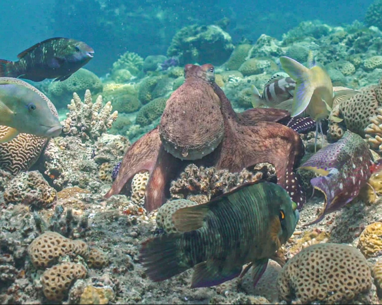 Um grupo de polvos e peixes procura por presas.