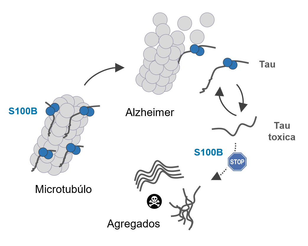 Esquema ilustrativo da formação de agregados tóxicos da proteína Tau e ação inibitória da proteína S100B