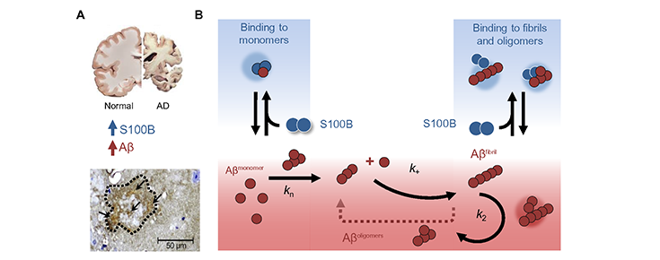 Mecanismo proposto para ação S100B sobre beta-amiloide