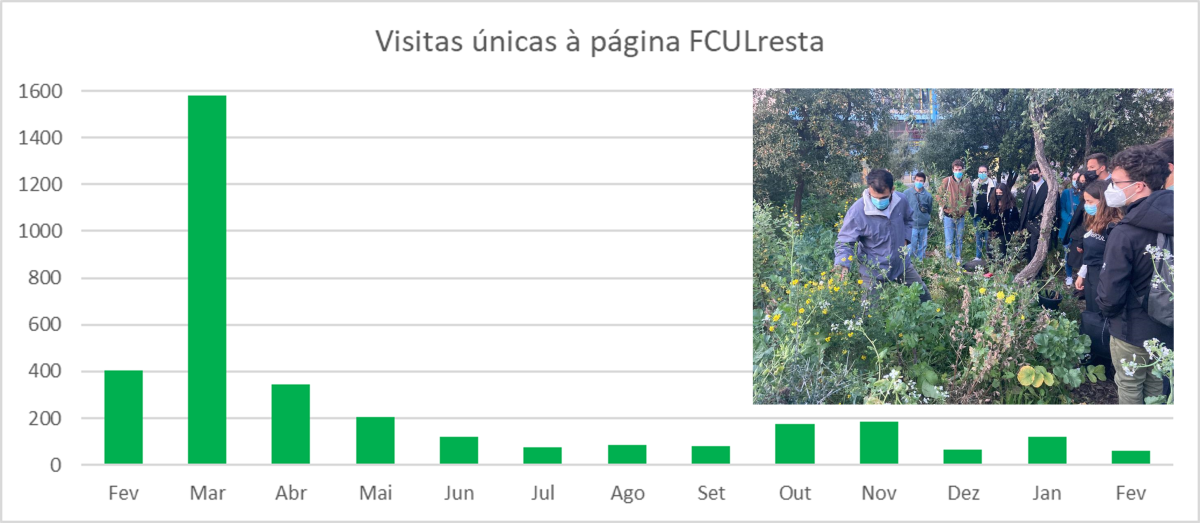 grafico das visitas ao site