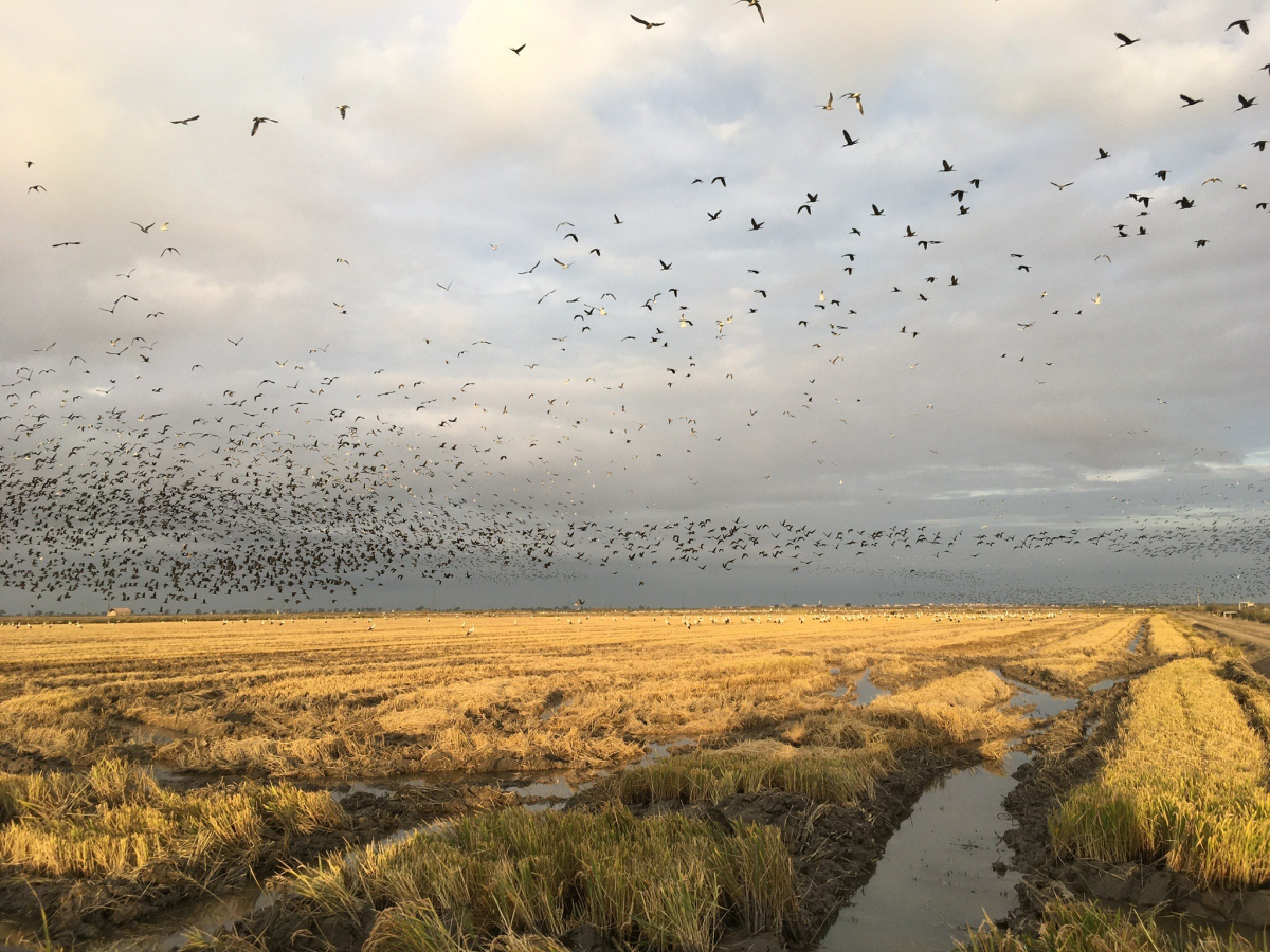 bando de aves por cima de um campo de arroz 