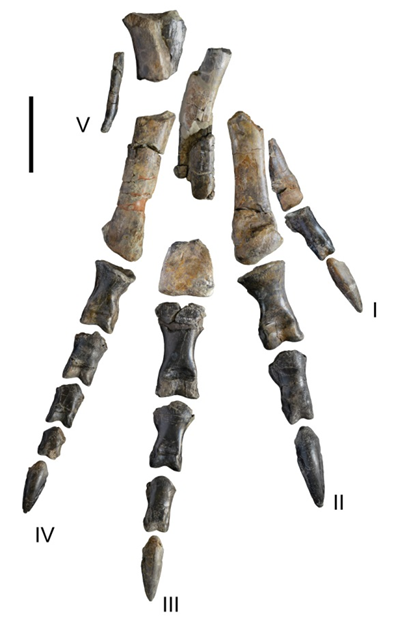 Reconstituição da disposição dos ossos fossilizados do pé direito do exemplar de dinossáurio terópode da jazida paleontológica de Cambelas