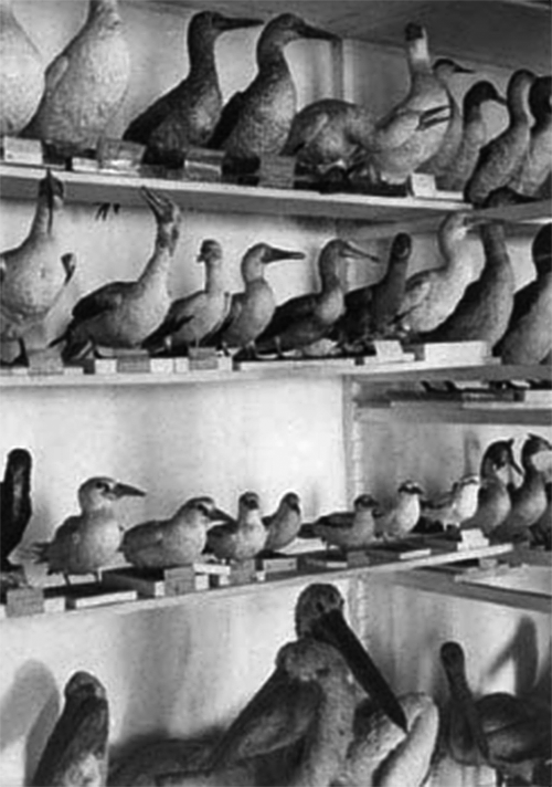 Exposição de Aves (anos 1950/1960)