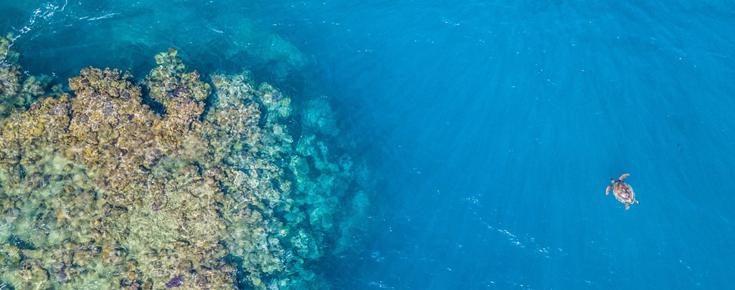 oceano, corais e tartaruga