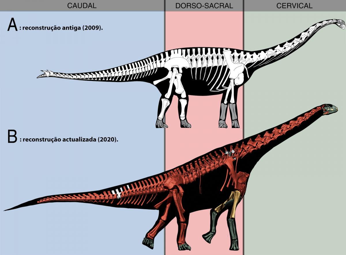 Comparação entre a reconstrução previamente conhecida de Spinophorosaurus nigerensis e a reconstrução proposta neste estudo, na qual se podem apreciar as diferenças na verticalização do dorso e do pescoço
