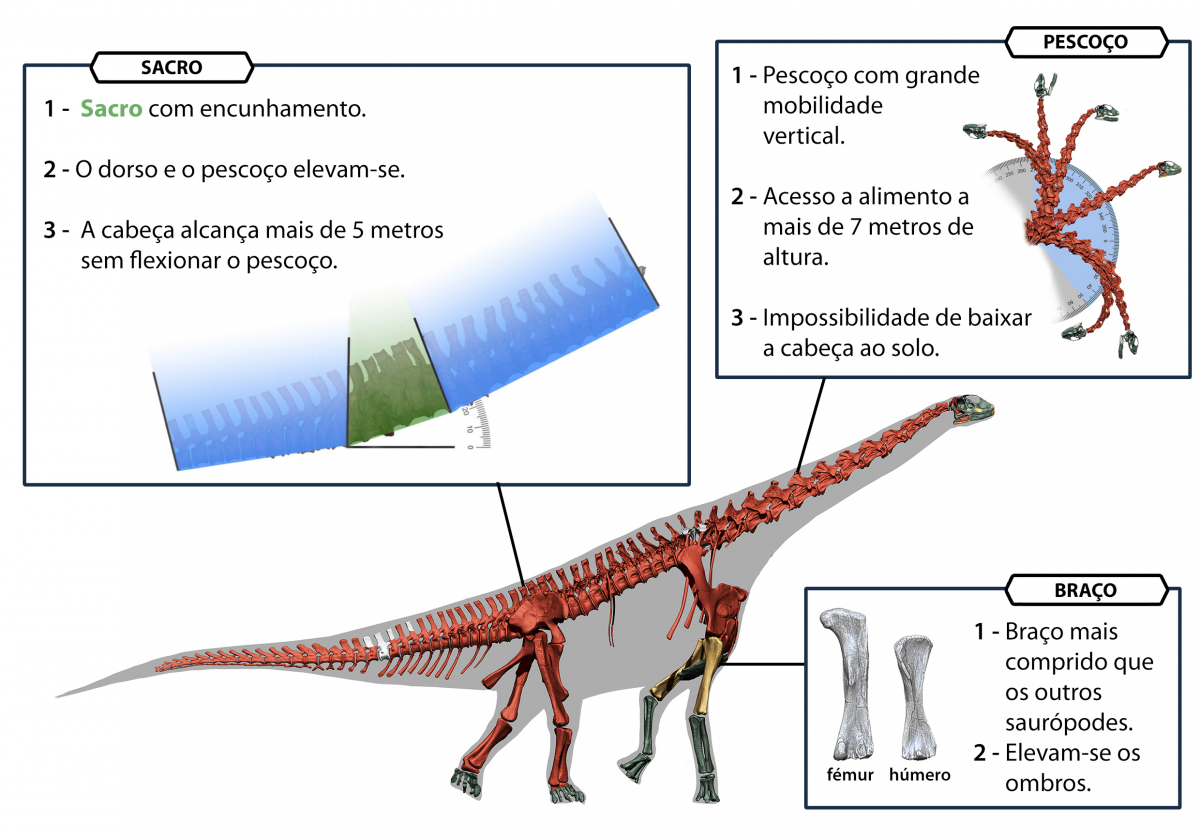 Características anatómicas, incluindo o sacro com encunhamento, que permitiram a Spinophorosaurus e outros dinossáurios saurópodes chegar a alimentar-se de vegetação de grande porte
