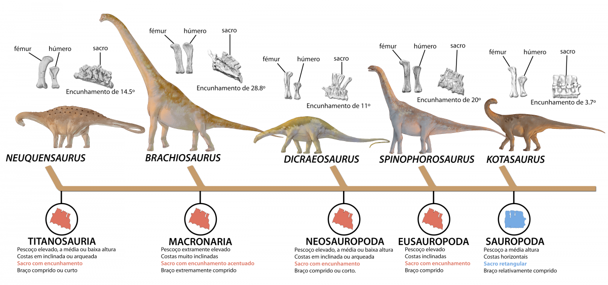 História evolutiva simplificada dos dinossáurios saurópodes, mostrando o importante papel que teve o sacro durante a sua evolução