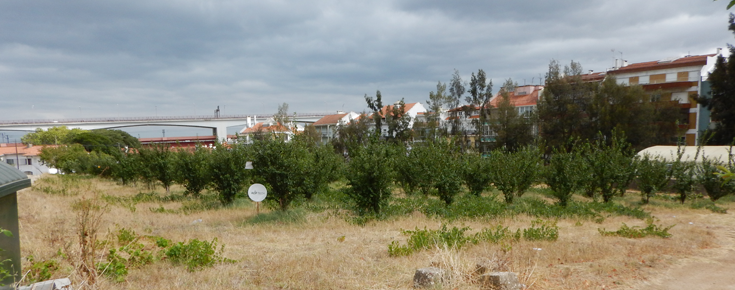 Plantações no Instituto Superior de Agronomia, onde alguns dos musaranhos urbanos foram capturados