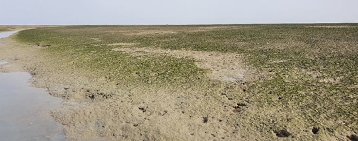 Macroalgas em zonas entremarés do arquipélago dos Bijagós