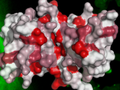 Estrutura 3D da proteína S100B