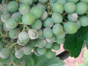 uvas com a doença oídio