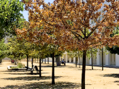 árvores no campus da Faculdade