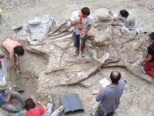 pessoas numa escavação numa jazida de fósseis