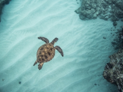 Tartaruga no oceano