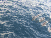 Golfinhos