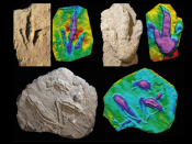 Duas pegadas de dinossáurios carnívoros e marcas interpretadas como rastos de natação de crocodilos, com os respetivos mapas de profundidade