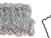 Representação de uma bicamada fosfolipídica usada como modelo de uma membrana celular (à esquerda); representação de uma ligação de halogéneo (a amarelo) efetuada entre um átomo de bromo e um átomo de oxigénio de um fosfolípido (à direita)