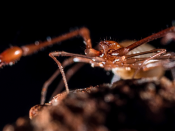 Fotografia de exposição do Museu de História Natural 