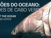 Guardiões do Mar: Tubarões de Cabo Verde