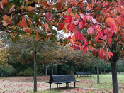 Fotografia de árvores com cores outonais e bancos de jardim