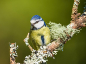 Fotografia de Chapim-azul