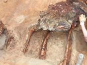 Paleontologia - jovem a examinar fóssil