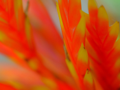 Fotografia de folhas de plantas