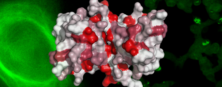 Estrutura 3D da proteína S100B