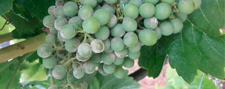 uvas com a doença oídio