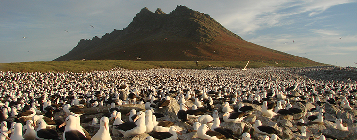  albatrozes-de-sobrancelha