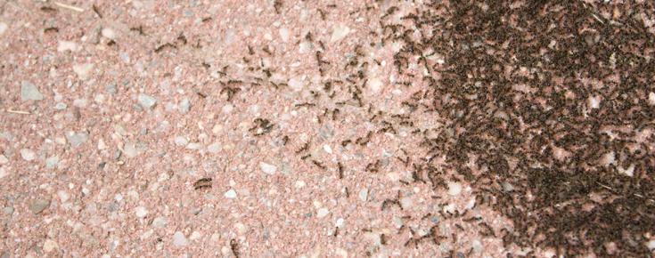 A colony of tiny ants swarming an area of the patio stone