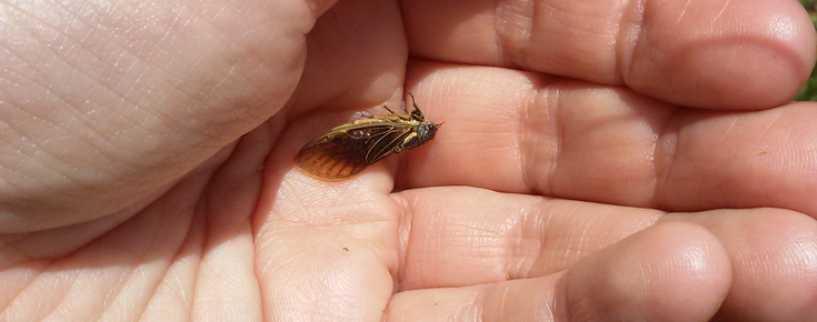 Euryphara ribauti