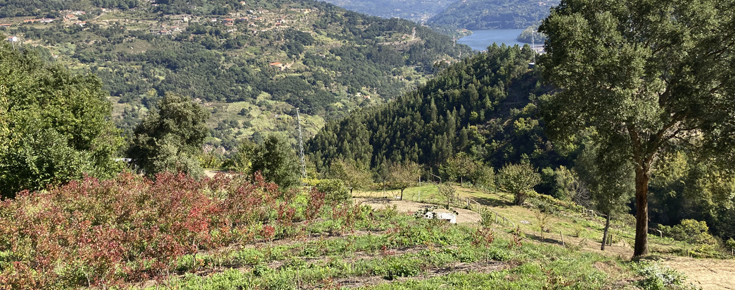 Campo com árvores de fruto e hortícolas