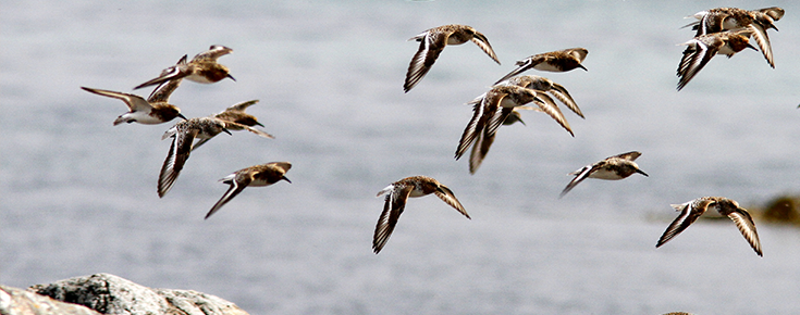 aves a voar com mar em fundo